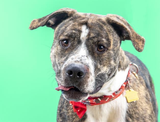 Last week's pet, still available: Fannie